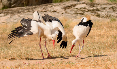 Elegant white stork