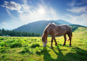 Obraz premium Horse on a mountain pasture in the rays of bright sun