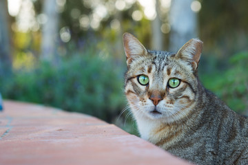 Stray cat portrait background.