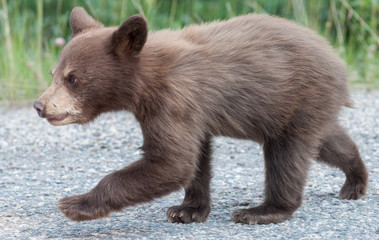 Black  bear cub - 226540734