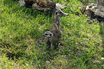 View of  two meerkat, meercat or Suricata suricatta namaquensis relax on the meadow and look curiosity, Sofia, Bulgaria 
