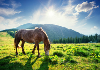Horse on mountain pasture in the rays of bright sun