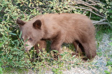 Fototapeta premium Black bear cub
