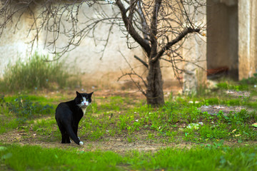 Naklejka na ściany i meble Cat in the grass background.