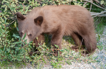 Black  bear cub