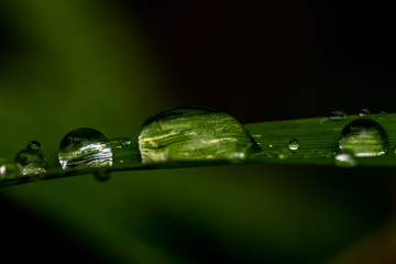 drops on green leaf 1