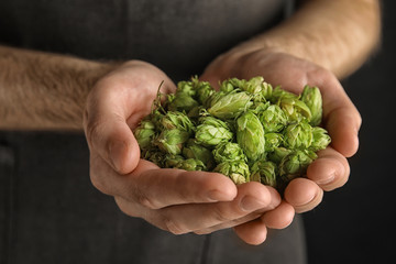 Naklejka na ściany i meble Man holding fresh green hops, closeup. Beer production