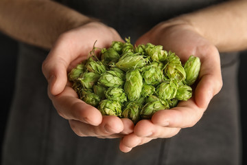 Naklejka na ściany i meble Man holding fresh green hops, closeup. Beer production