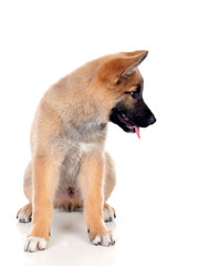 Young German Shepherd dog