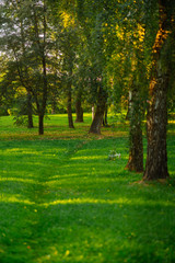 Obraz premium the sun's rays in the autumn Park, sunset through the leaves of trees