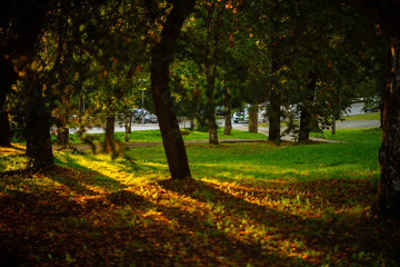 the sun's rays in the autumn Park, sunset through the leaves of trees