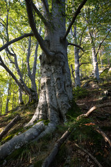Fototapeta premium 500 years old beech