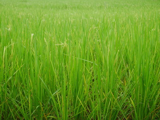 field of green grass