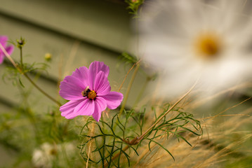 Bumble Bee on a flower