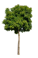 Fototapeta premium Isolate big tree on white background
