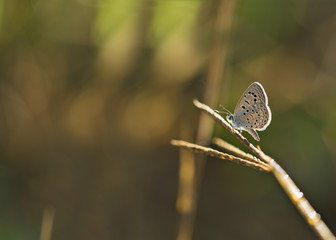 Small Mazarine blue butterfly macro.