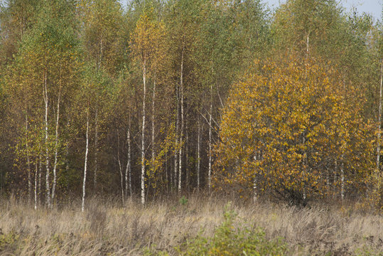 Natural landscape - Pushkin fall