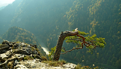Poland - The Pieniny Mountains -  Alone tree on the Sokolica mount and  Dunajec river