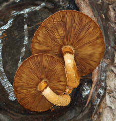 Golden Scalycap mushrooms or Pholiota aurivella growing on willow
