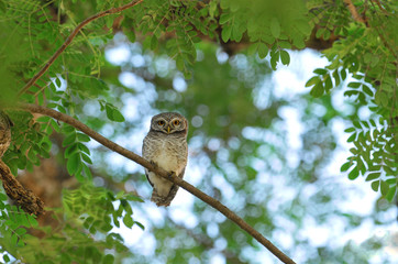 Bird, Spotted owlet, Athene brama