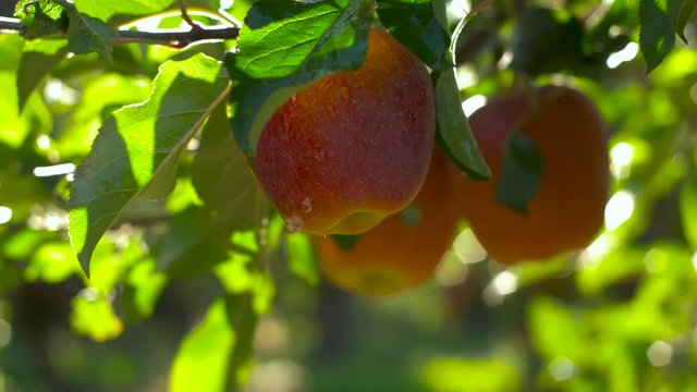 Organic red apples hanging from a tree branch in an apple orchard