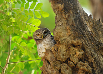 Spot Owlet in the wood hollow