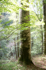 Beech forest