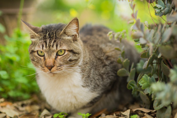 Stray green eyed cat portrait