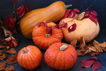 Group of bright pumpkins on a dark background. Autumn harvest. Parade of autumn vegetables