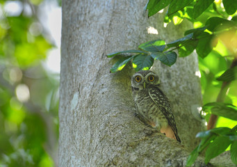 Bird, Spotted owlet, Athene brama