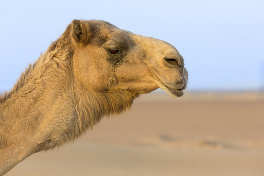 Close up portrait of a camel face in the desert