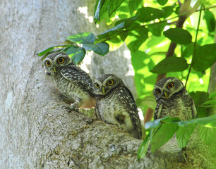 Bird, Spotted owlet, Athene brama