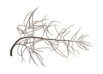 Obraz premium dead tree branch isolated on white background
