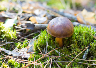 Imleria badia, known as the bay bolete, is an edible, pored mushroom