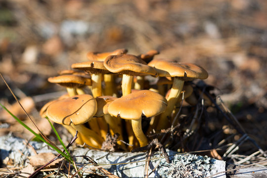 Sulphur Tuft mushroom (Hypholoma fasciculare) in the forest,  closeup