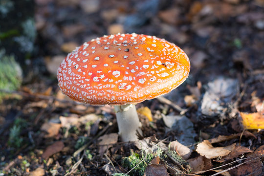 Mushroom Amanita in the forest