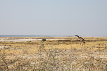 Eléphant et Girafe en savane africaine