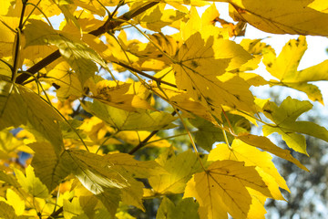 Die bunte Jahreszeit