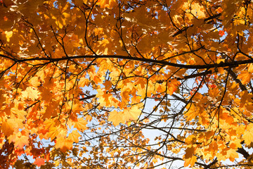 Beautiful yellow and orange autumn leaves on the sun, landscape, fall blurred background