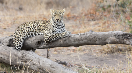 Leopard resting on a fallen tree log rest after hunting