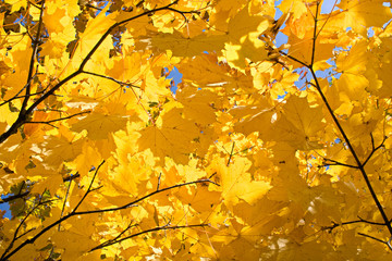 Beautiful yellow and orange autumn leaves on the sun, landscape, fall blurred background