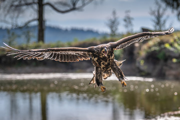 Naklejka na ściany i meble White-tailed Eagle, Haliaeetus albicilla, flying above the water, bird of prey with forest in background, animal in the nature habitat, wildlife from Sweden. Eagle in flight above the dark lake