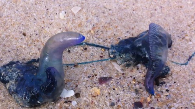 Blue Bottle-Physalia physalis-Portuguese man o' war washed Ashore at Sydney Beach, Australia. With Sound of the Sea.