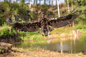 White-tailed Eagle, Haliaeetus albicilla, flying above the water, bird of prey with forest in background, animal in the nature habitat, wildlife from Sweden. Eagle in flight above the dark lake