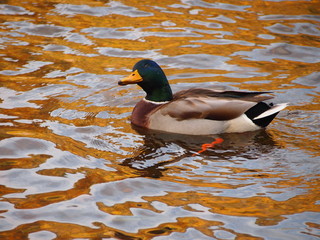Wild duck  in the pond in autumn.