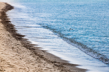 Seagull flying over the sandy beach 