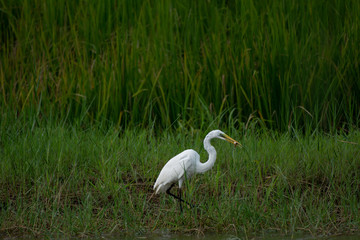 Heron, Bittern, Egret in the rice field, White bird on green background.