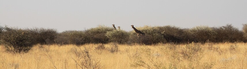 Girafe en savane africaine