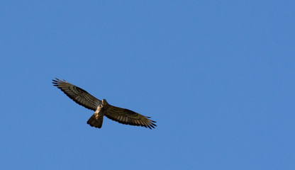 The red-footed Falcon in flight