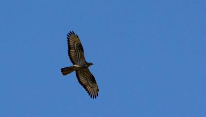 The red-footed Falcon in flight